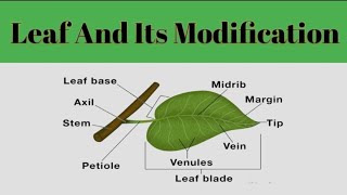 Leaf And Its Modification Leaf MorphologyPlant Systematic [upl. by Axela]