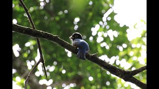 Gartered Trogon Video Roster Moraga [upl. by Abel396]