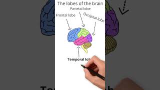 The lobes of the brain  Neuroscience [upl. by Bruell]