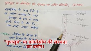 गुणसूत्र की संरचना का वर्णन। gunsutra ki sanrachna ka varnan Karen [upl. by Lainey165]