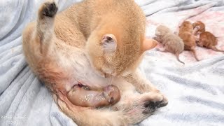 Cat giving birth to 4 beautiful kittens [upl. by Nevsa]