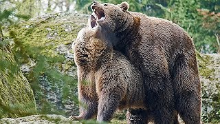 Nationalpark Bayer Wald BraunBären flirten und paaren sich Mating [upl. by Keir]