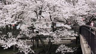 Misasa’s Cherry Blossoms  三朝温泉の桜  misasaonsen tottori japan 三朝温泉 [upl. by Ignacia489]