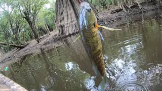 jefferies Creek fishing out the warrior one man boat [upl. by Bunker]