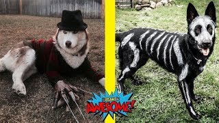 Creative and Funny Halloween Costume Ideas for Dogs [upl. by Currey]