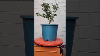 Bonsai Buxus Harlandii  Pruning wiring styling  PART 1 buxus harlandii pruning wiring bonsai [upl. by Yelsnit277]