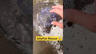 Eating Sea Foam amp Rescuing Jellyfish animals nature shorts [upl. by Uno]