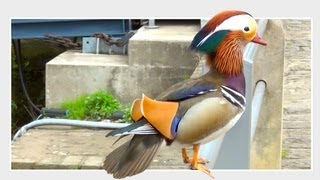 Mandarinente  Aix galericulata  Mandarin Duck [upl. by Atihana]