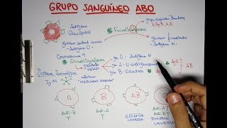 Grupo Sanguíneo ABO O A B y AB  Transfusiones [upl. by Negem212]