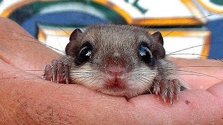 Flying Squirrel3 Amazing Facts [upl. by Lennie]