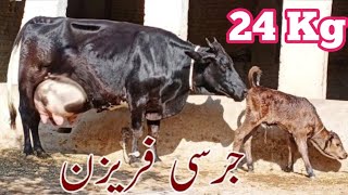 24Kg Milking Jersey Cholistani Cross Cow 🐄 For Sale 03040769739 In Pakistan Oct 27 2024 [upl. by Ynney]