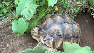 Stump Sulcata Tortoise 2yrs 3mo burrow wrestlemania 2 [upl. by Megen]