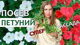 ПОСЕВ ПЕТУНИЙ ВСЕГДА БУДЕТЕ С ЦВЕТАМИ  3 способа выращивания петунии из семян [upl. by Weston]