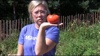 Beginning Gardener Tasting Heirloom Tomatoes for The First Time [upl. by Jessa414]