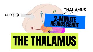 2Minute Neuroscience The Thalamus [upl. by Avi123]