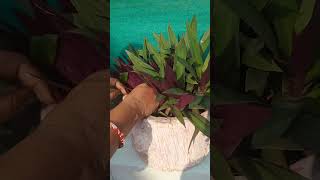 RioMoses in the cradle plant care and guide garden houseplants gardening indoorplants [upl. by Opiak]