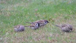 Passer montanus  gorrión molinero  eurasian tree sparrow [upl. by Vigen]