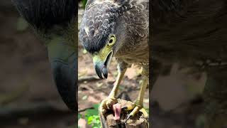 Hawk Eagle Owl Wildlife Animal EagleHawkOwl hawk vs snake Owl vs snake fight Eagle Vs Snake [upl. by Sremmus]