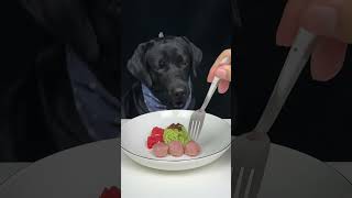 When food smells too good for Labrador to wait Cute pet debut plan The daily life of a silly dog [upl. by Timmons24]