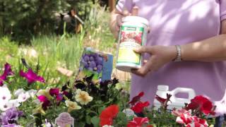 How to Fertilize Petunias  Grow Guru [upl. by Arihsak]