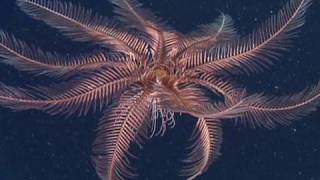 Feather Stars and Sea Lilies [upl. by Coniah]