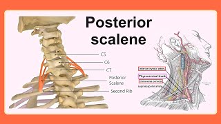 posterior scalene [upl. by Grannias466]