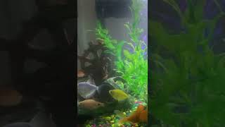 Acuario neutra phonk music dnb dios remix beats fish plantasdeacuario acuarioplantado [upl. by Aroon727]