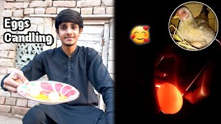 2nd Aseel Hen Eggs Candling 🥚 🥰 [upl. by Aramaj]