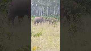 Elephant new video jhagada kartaha like please [upl. by Venita499]