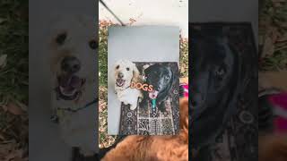 Labradoodle before and after training  Stop leash pulling dogtraining onlinedogtraining puppy [upl. by Devinna]