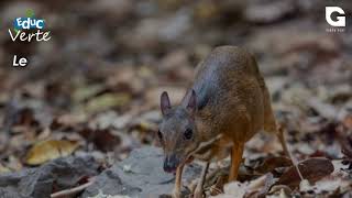 Le chevrotain aquatique [upl. by Dyke]