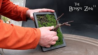 Repotting My Small Elm Tree The Bonsai Zone March 2024 [upl. by Loella]