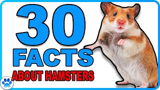 30 INTERESTING Facts About Hamsters [upl. by Klepac]