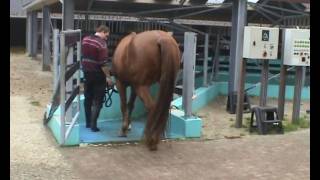 hoefbevangen paard in revalidatie bij Health 4 Horses wmv [upl. by Ahsilahs]