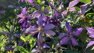 Mid and Late Summer flowering clematis [upl. by Brass]