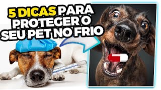 5 CUIDADOS para o seu cachorro não ficar DOENTE NO FRIO [upl. by Irrek]