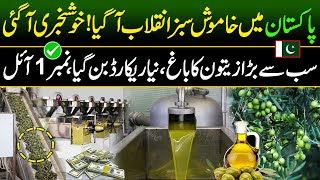 Big Olive oil Extraction in Pakistan  Olive oil Farming  Made In Pakistan [upl. by Ferren]