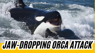 Killer Whales Put On Spectacular Show as They Hunt Sea Lion in California 🎥🌊 [upl. by Avad374]