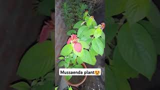 Mussaenda planttips 🥰youtubeshortsmussaenda houseplantlove [upl. by Zetnauq890]