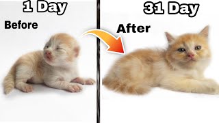 How do persian cats grow  🔥  persian cat growth stages  persian kitten time lapse [upl. by Yerfej461]