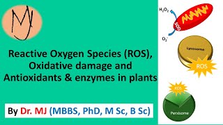 Reactive oxygen species ROS oxidative stress antioxidant system DoctorTutors [upl. by Sybila]