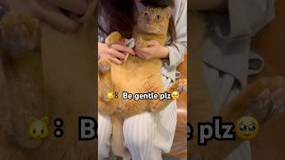 Clipping My Cat’s Nails – He’s So Obedient cat catvideos funny cute funnycats catlover [upl. by Gney]