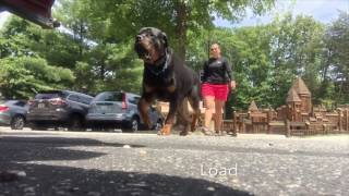 Rottweiler Eli Rottweiler Dog Training In DC Virginia and Maryland [upl. by Eldridge]