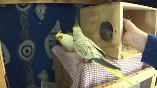 Cockatiel Exiting Nesting Box [upl. by Henarat]