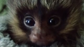 The importance of scent to marmoset monkeys [upl. by Nylsaj]