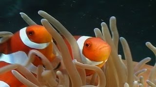 Anemonenfische  Clownfish Nemo div [upl. by Noah964]