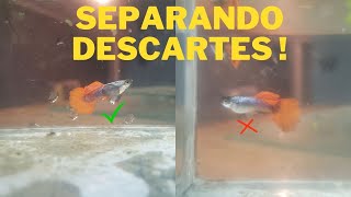 SEPARANDO LINHAGENS DE GUPPYS DOS DESCARTES [upl. by Tibbetts]