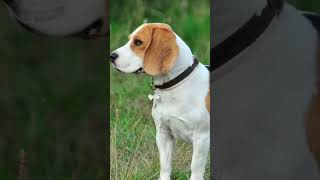 beagle dog price in India shorts [upl. by Bokaj]