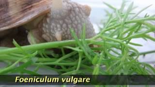 The Terrestrial Snails  animal protein production machines for future by Adrian ToaderWilliamsmp4 [upl. by Namwob]