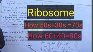 Ribosomeribosome structurecompositiondetail pashto lectures [upl. by Haron600]